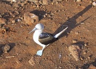 Blue Footed Boobie  Blue Footed Boobie